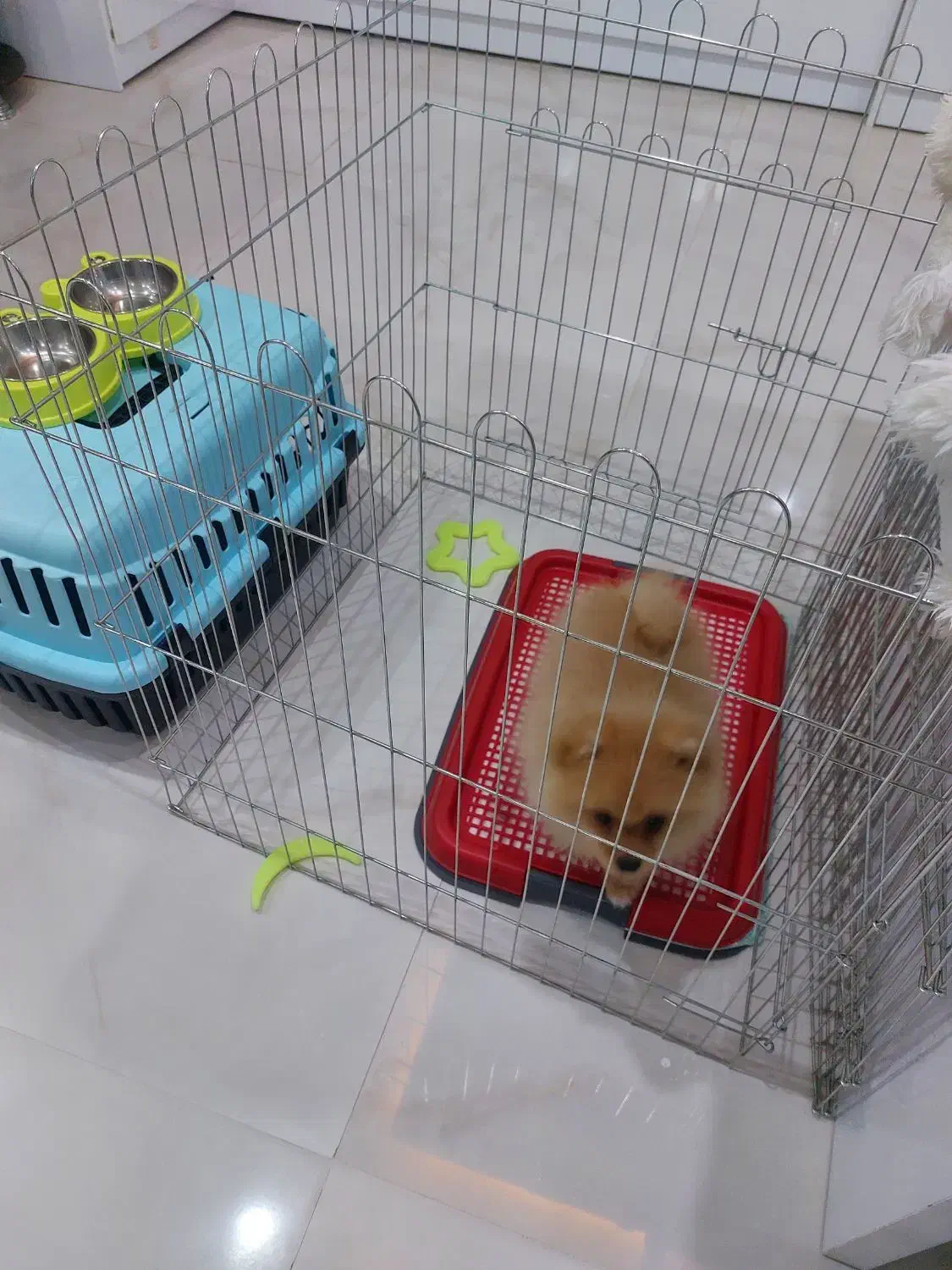 سگ پامر|سگ|مشهد, حسینآباد|دیوار