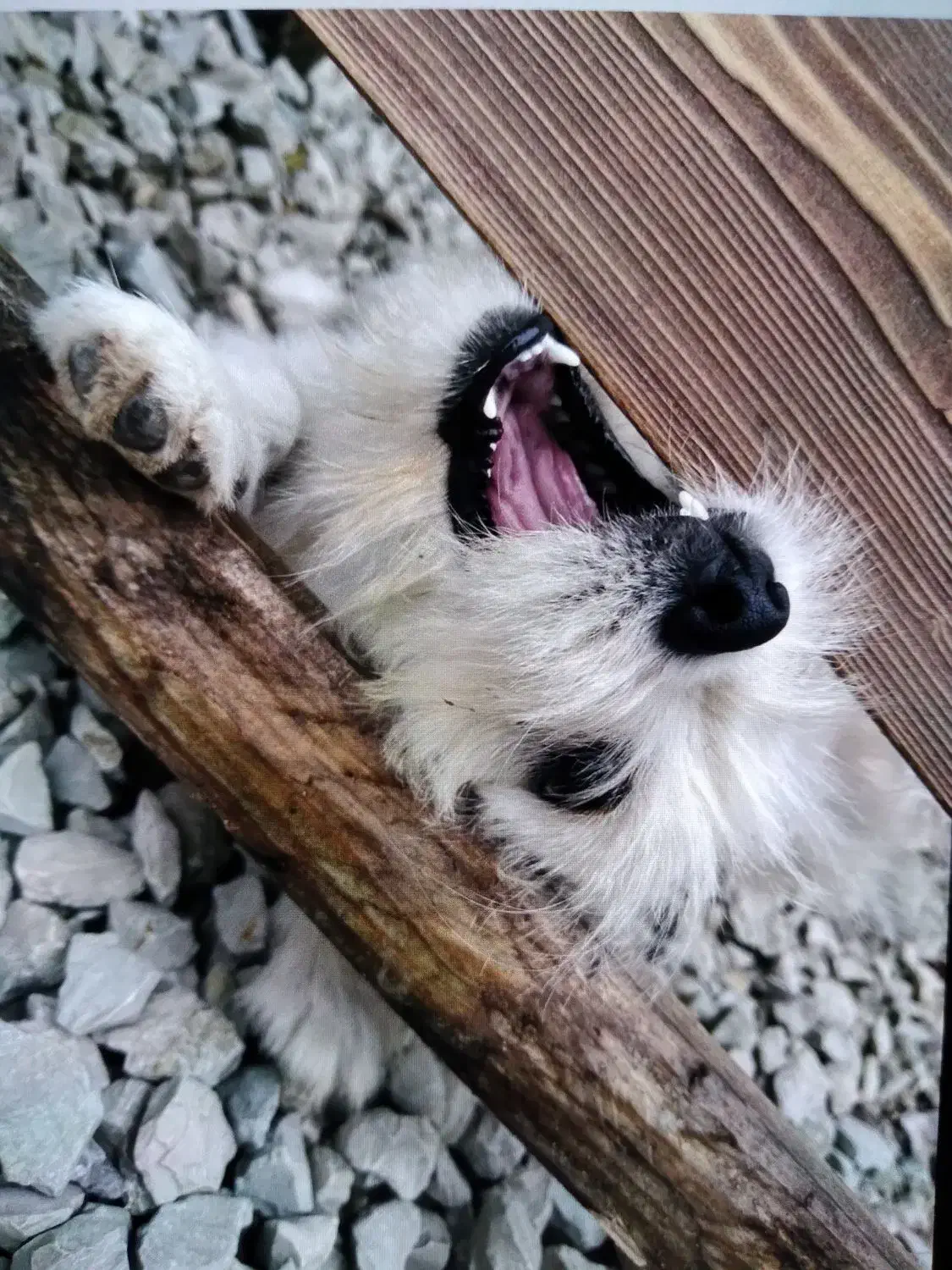 سگ شیتزو|سگ|نوشهر, |دیوار