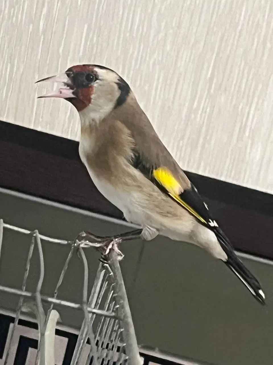 سهره|پرنده|پاکدشت, پاکدشت (مامازند)|دیوار