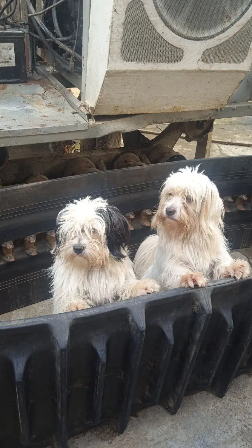 سگ پشمالو|سگ|لاهیجان, بازکیاگوراب|دیوار