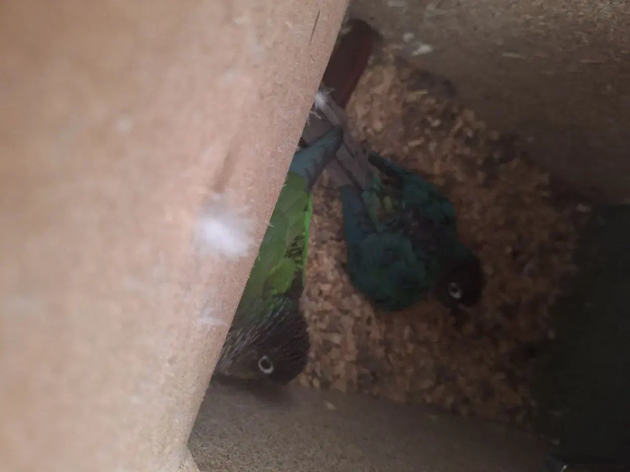 فروش انواع عروس وگرینجگ|پرنده|سپیدان, |دیوار