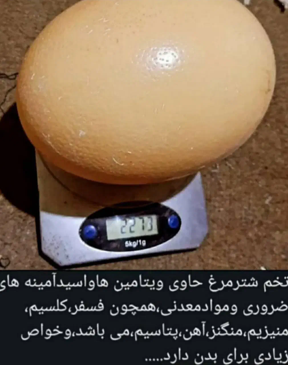 کهره بره گوسفندگاوگوساله میش بوقلمون|حیوانات مزرعه|یاسوج, |دیوار