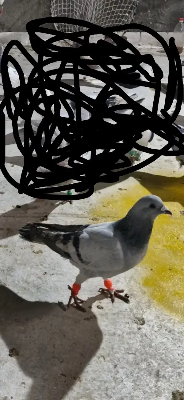 سبزشامی|حیوانات|سبزوار, کلاته سیفر|دیوار