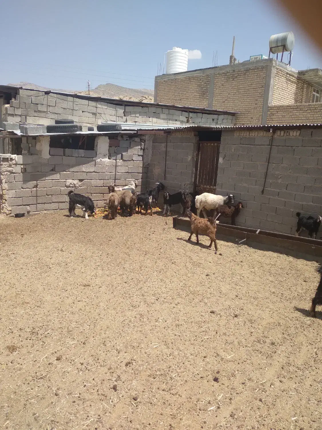 کهره و بره چاق|حیوانات مزرعه|مرودشت, نقش رستم|دیوار