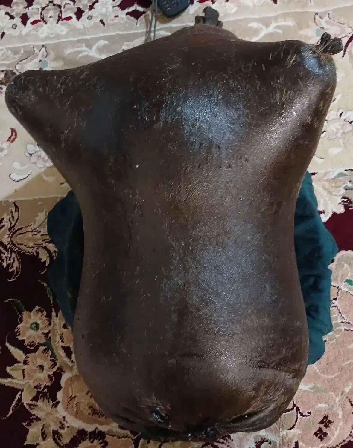 در ظروف نگهدارنده پلاستیکی|ظروف نگهدارنده، پلاستیکی، یک‌بارمصرف|گهواره, |دیوار