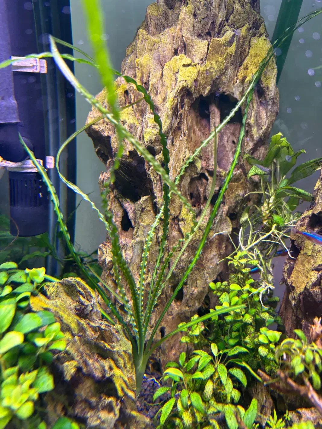 گیاه پلنت|ماهی|تهران, منیریه|دیوار