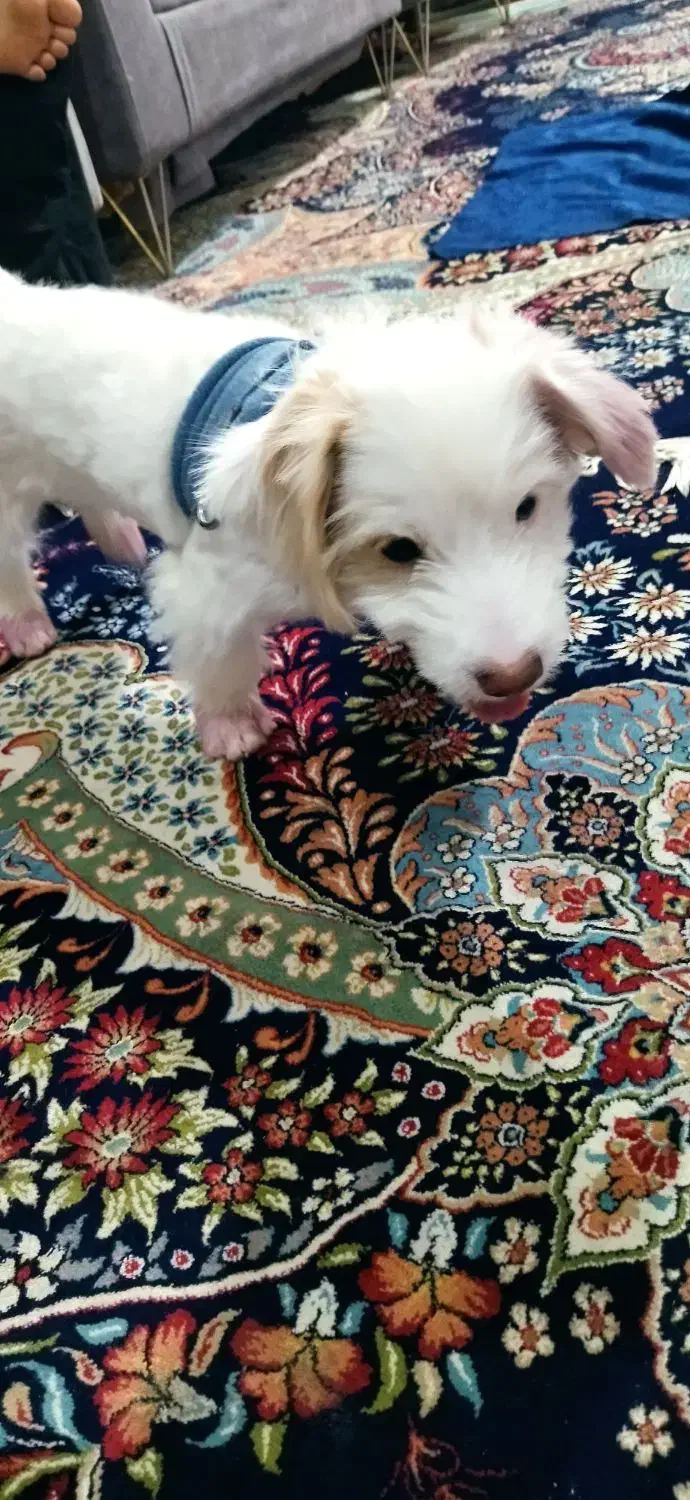 واگذاری توله نر سه ماهه|سگ|مشهد, طبرسی شمالی|دیوار