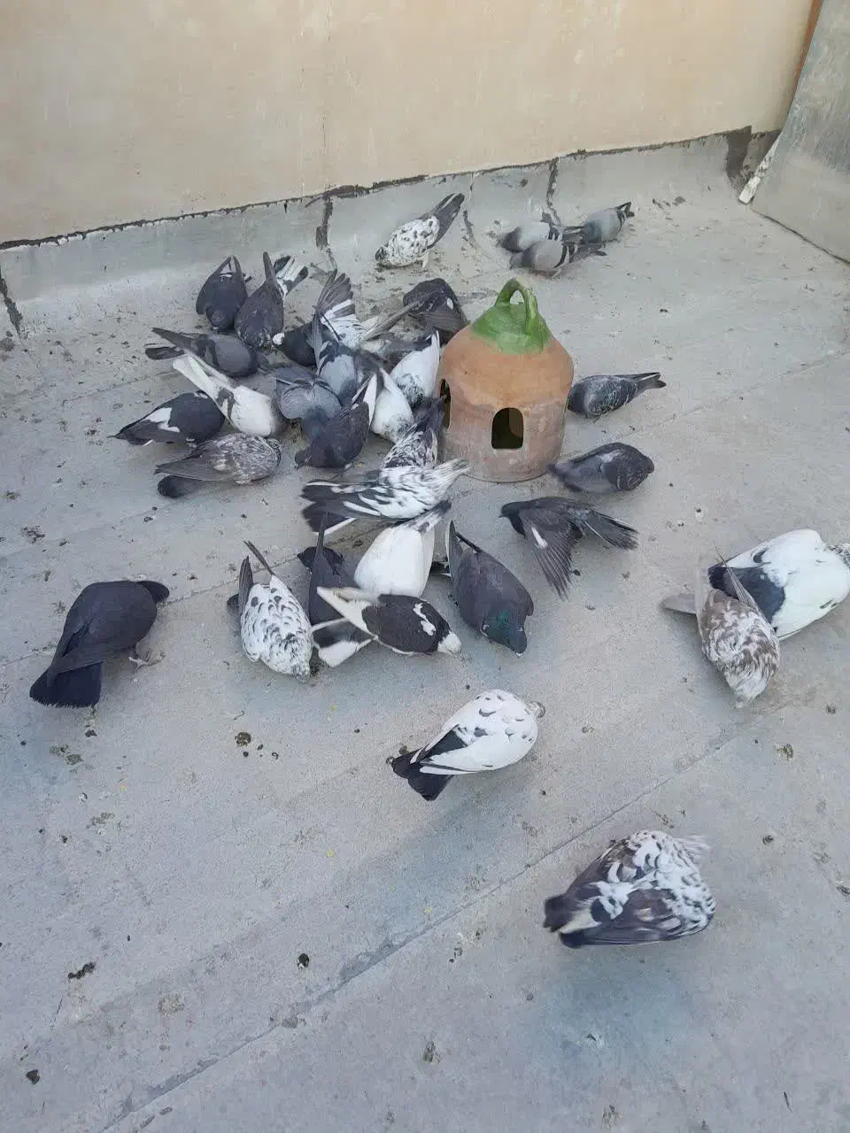 تعدادی کفتر فروشی|پرنده|ری, سیزده آبان|دیوار