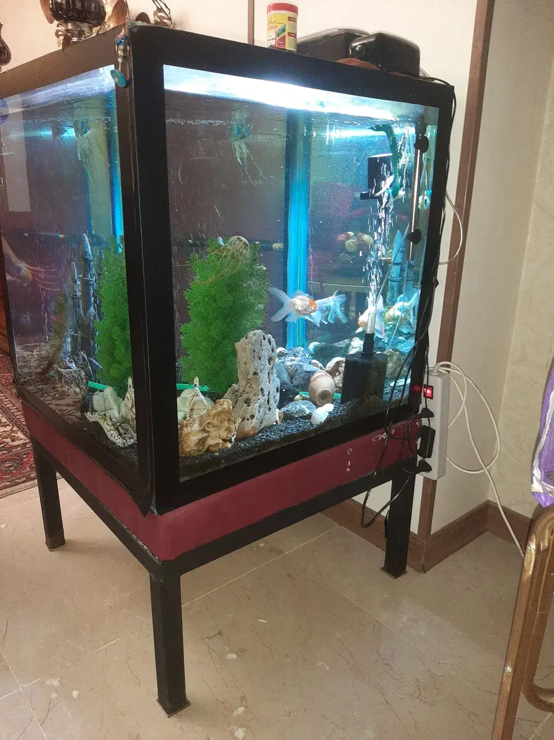 آکواریوم|ماهی|تهران, قیطریه|دیوار