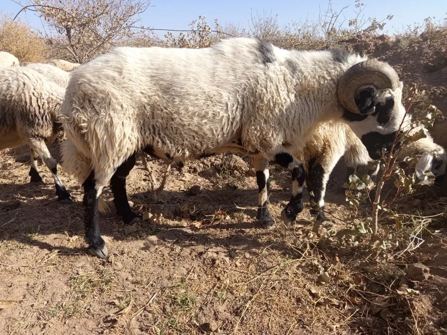 یک عدد قوچ تخمی گوزل|حیوانات مزرعه|رفسنجان, |دیوار