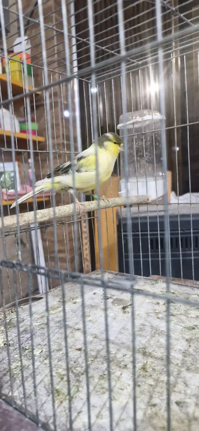 قناری گلاستر|پرنده|جیرفت, |دیوار