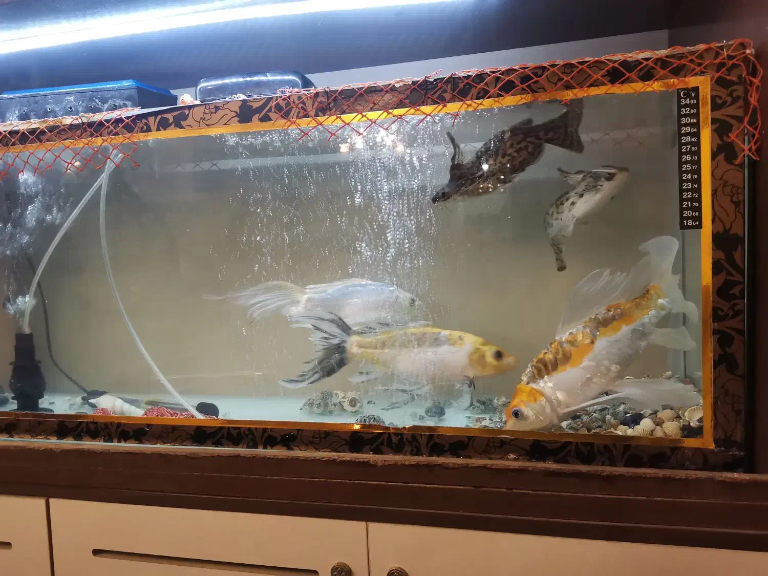 آکواریوم|ماهی|تبریز, |دیوار