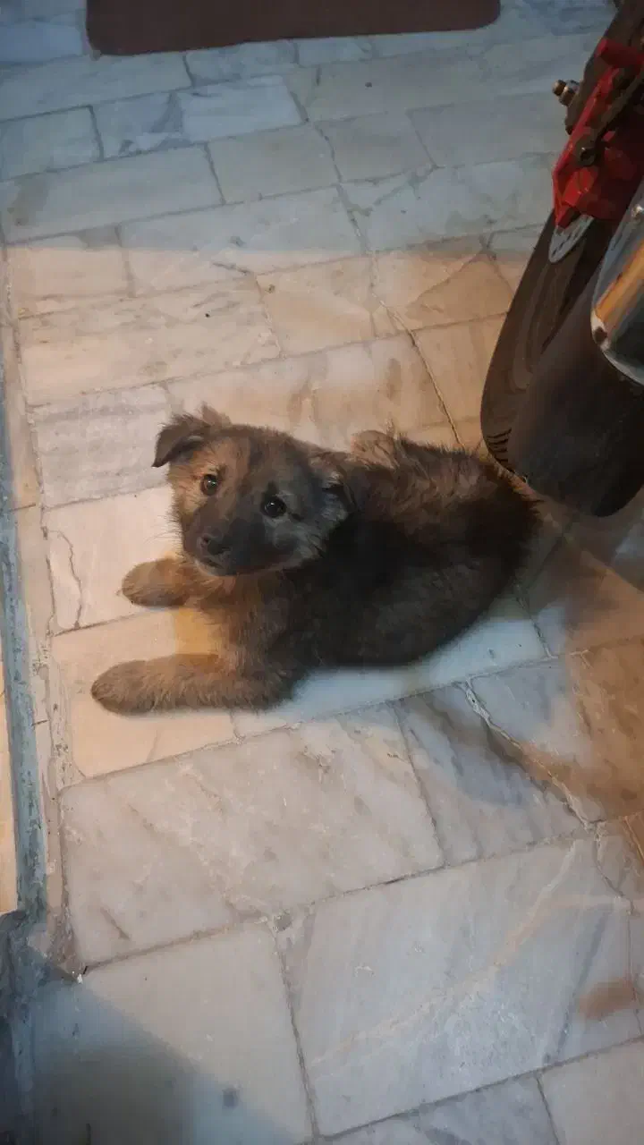 واگذاری رایگان سگ|سگ|تهران, چهارصد دستگاه|دیوار