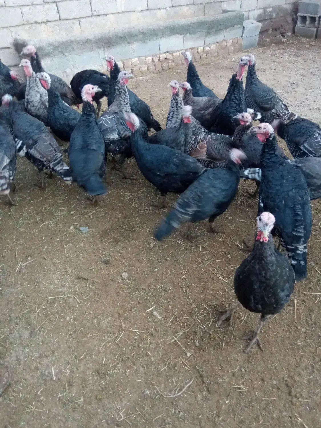 بوقلمون نر و ماده|حیوانات مزرعه|کنگاور, |دیوار