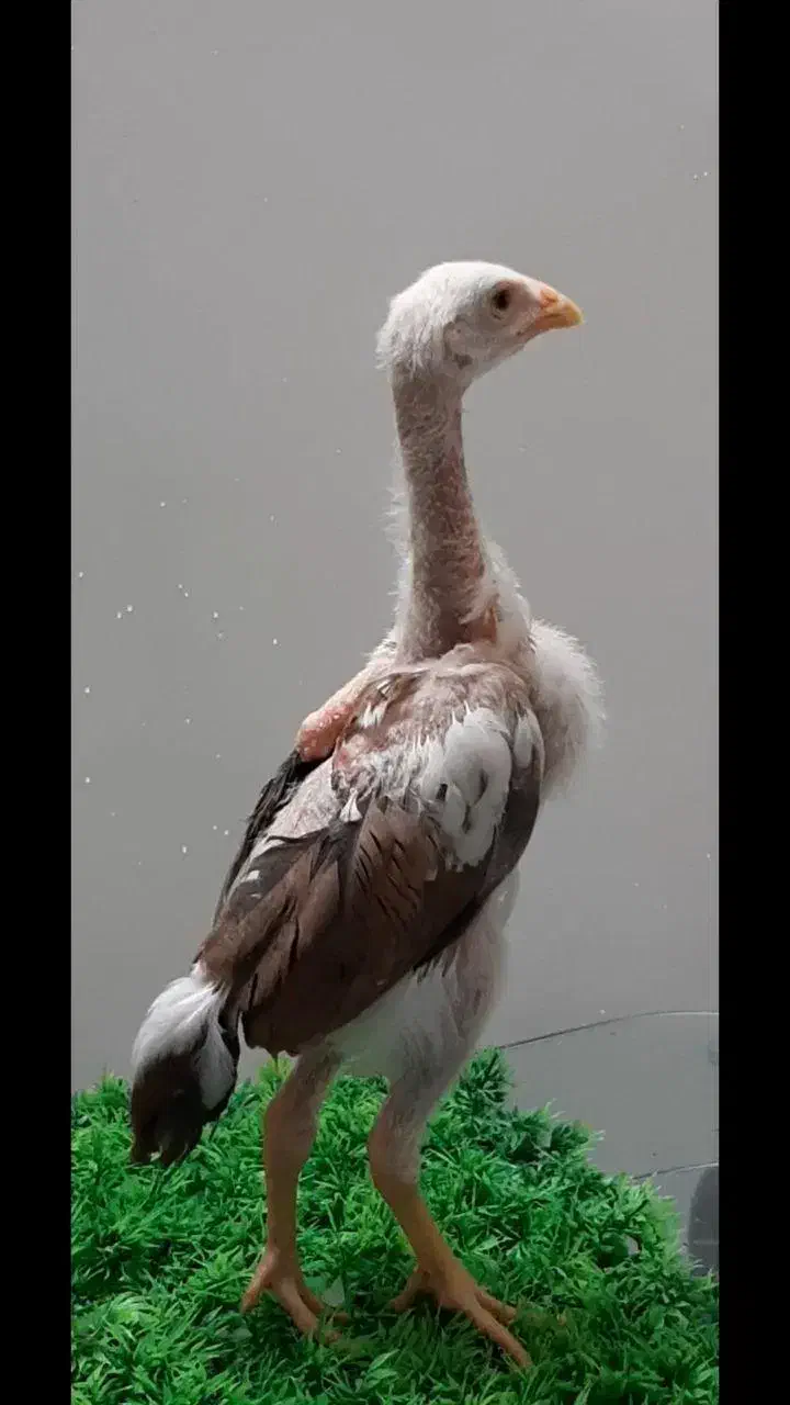 مرغ آمریکایی و تخم نطفه دار و جوجه لاری و ارولوف|حیوانات مزرعه|مشهد, سجاد شهر|دیوار