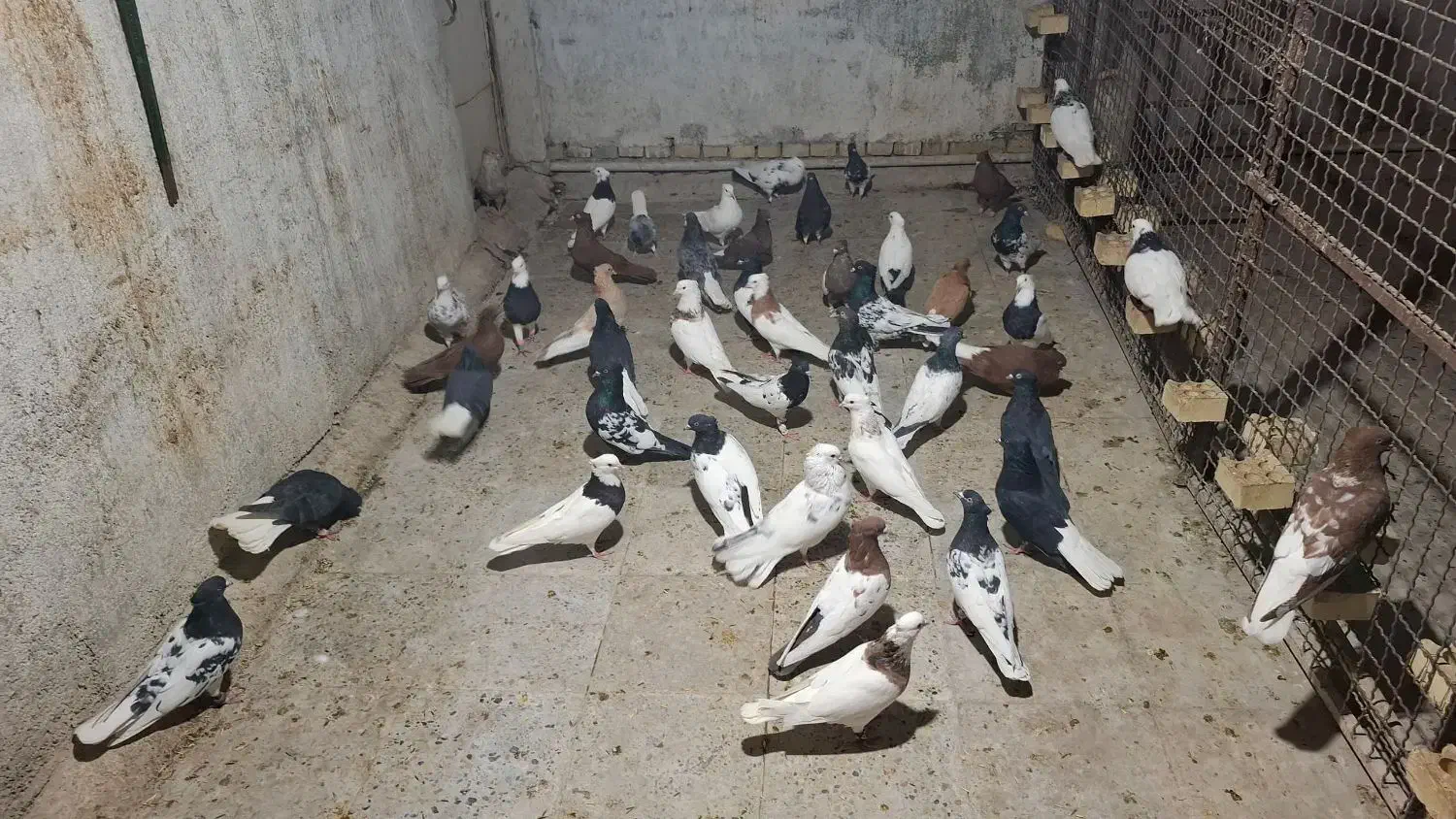 دسته کبوتر رنگی تعداد ۵۰|پرنده|اهواز, شهرک حفاری|دیوار