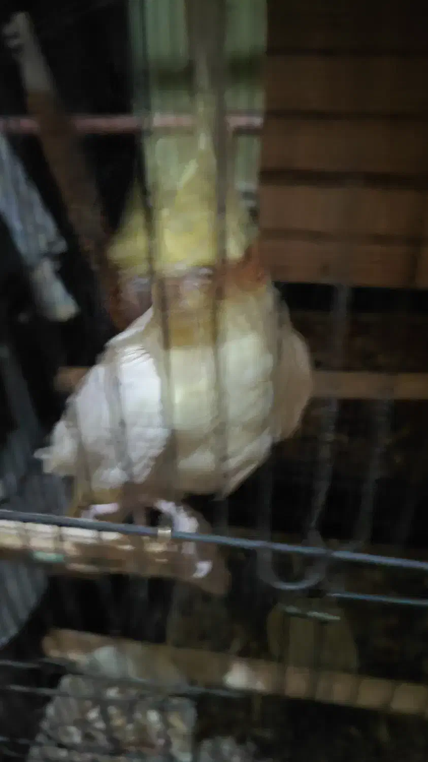 عروس هلندی دستی ۴یک جفت سر تخمن و|پرنده|خمک, |دیوار