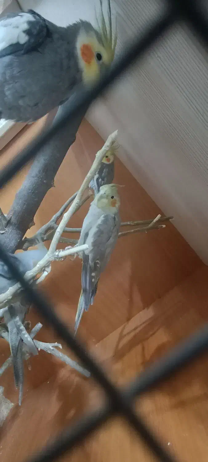 عروس هلندی|پرنده|گرگان, |دیوار