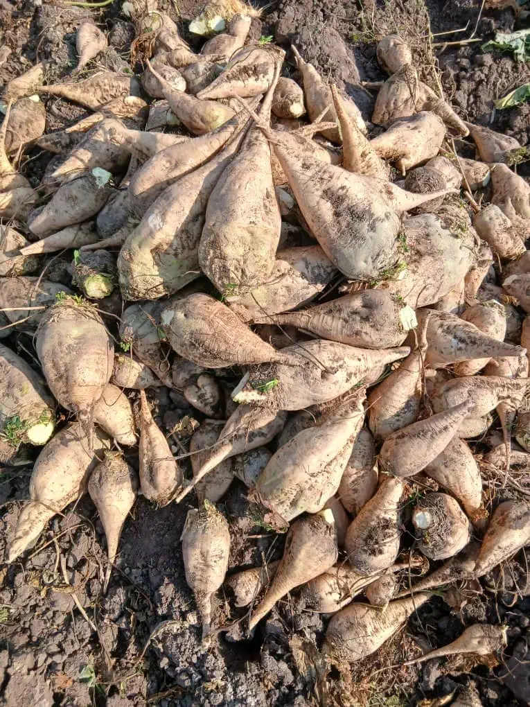 چغندرقند شیرین|خوردنی و آشامیدنی|ایواوغلی, |دیوار