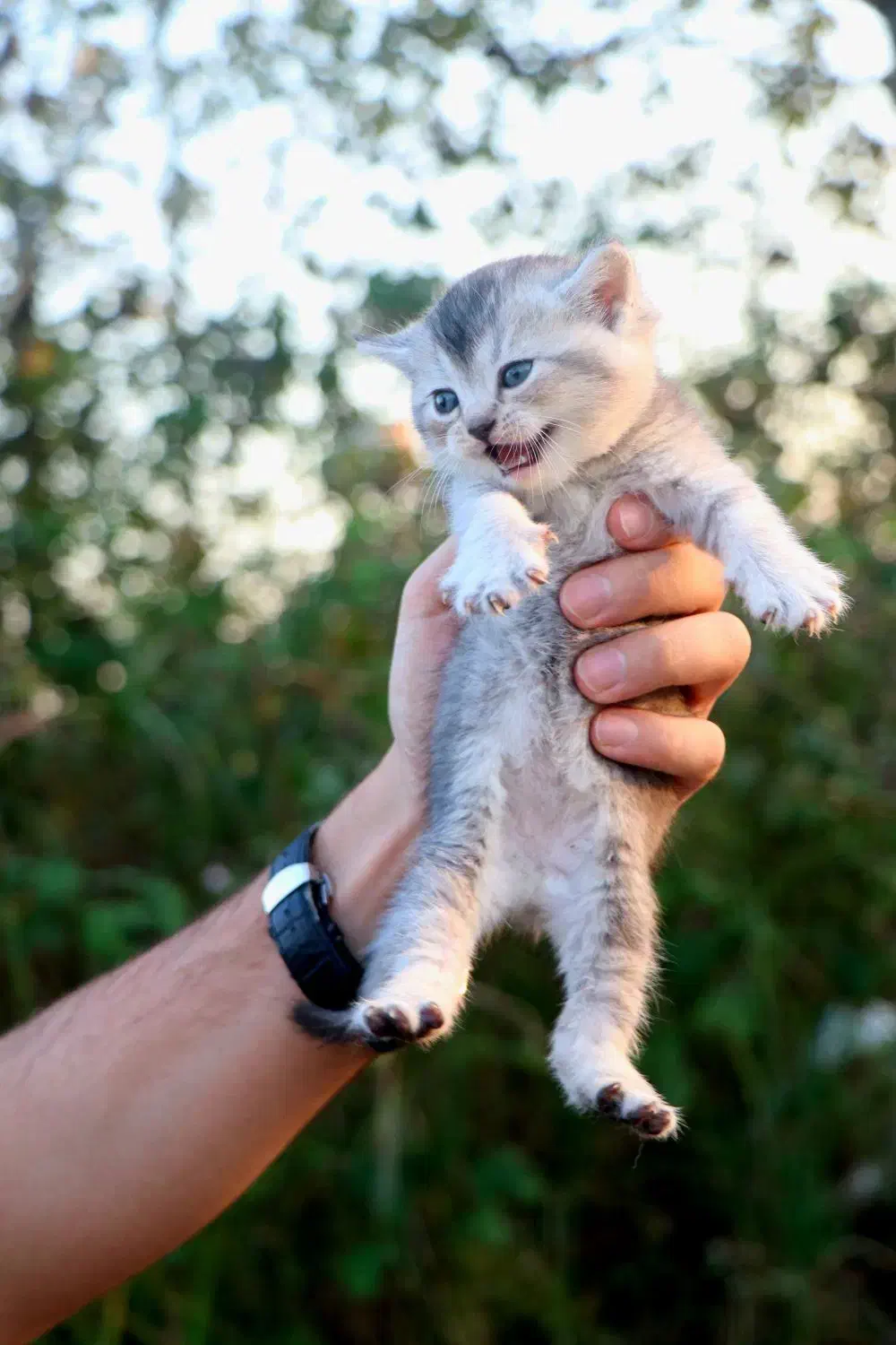 بچه گربه بریتیش ماده|گربه|رشت, منظریه|دیوار