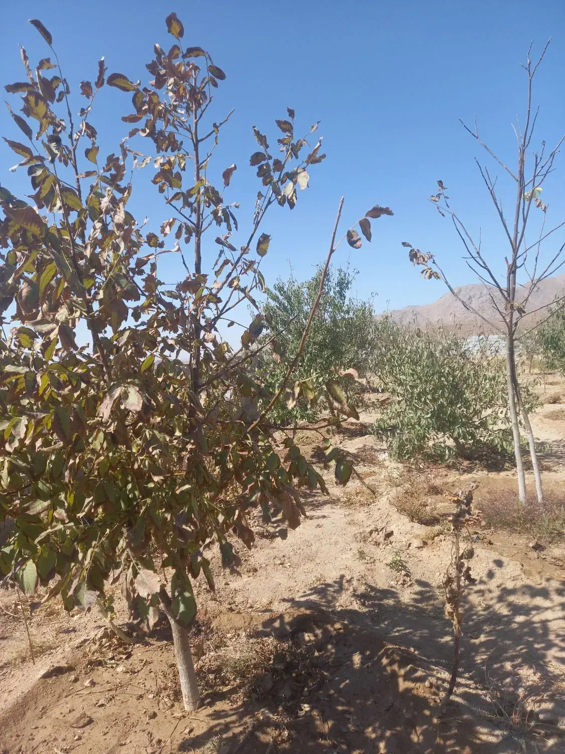 زمین|فروش زمین و ملک کلنگی|نیر (یزد), |دیوار