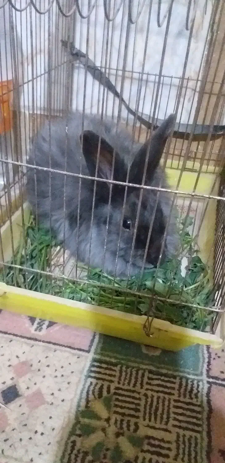 خرگوش پشمالو کسی خواست پیام بده|موش و خرگوش|سراوان, |دیوار