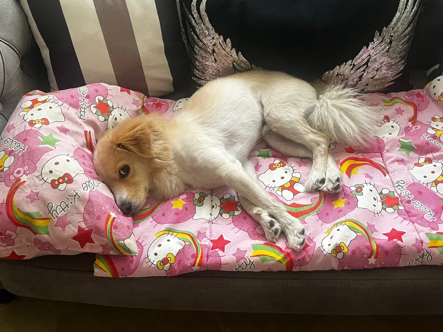 واگذاری سگ پامر اشپیتز|سگ|کرج, چهارصد دستگاه|دیوار