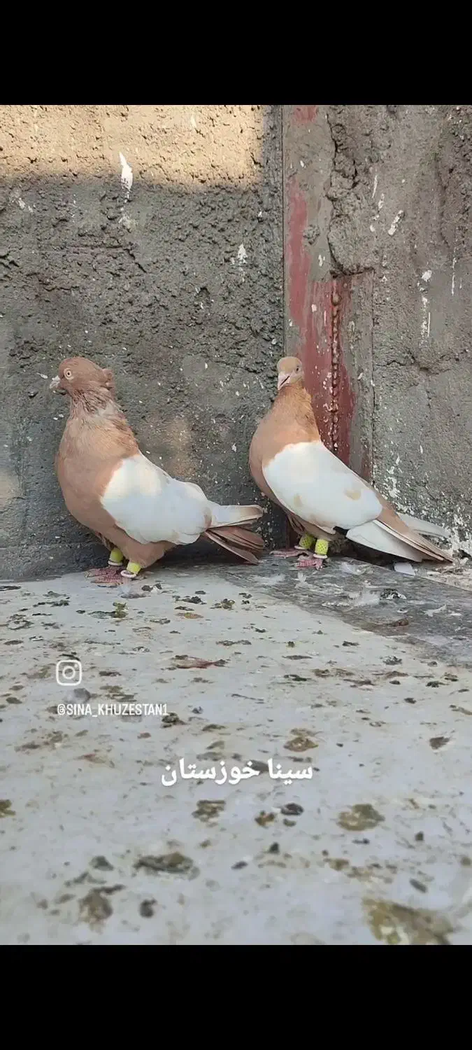 کبوتر رنگی|پرنده|دزفول, |دیوار