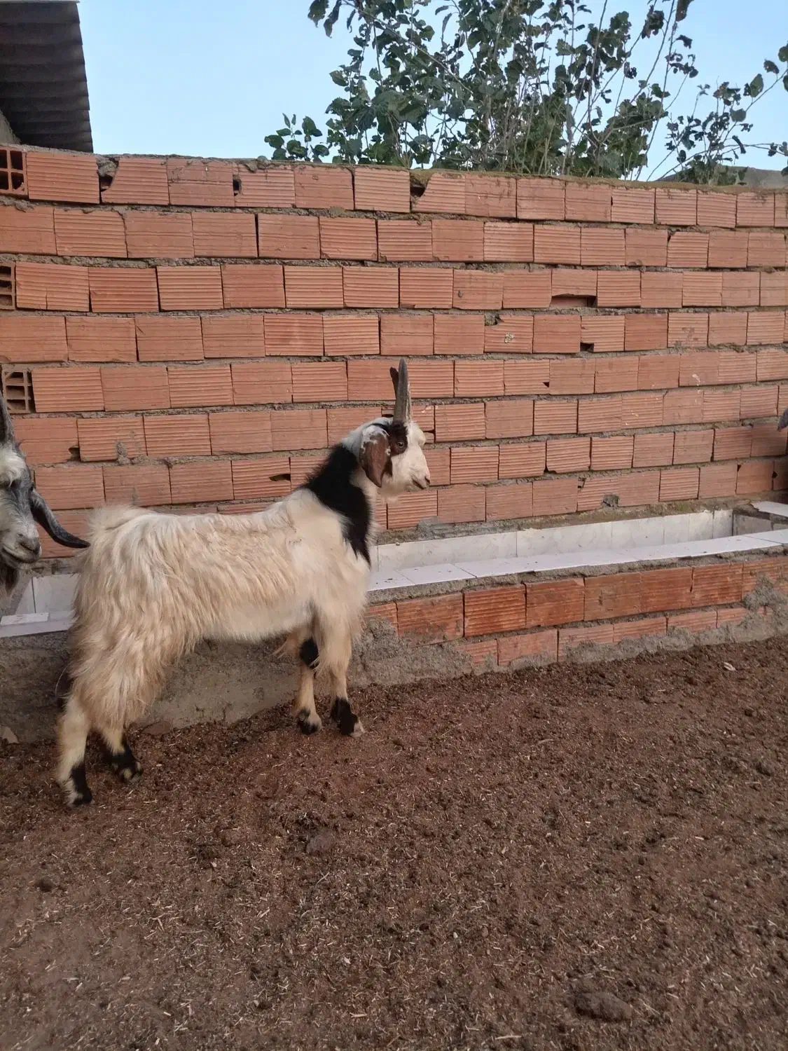 بزغاله نر|حیوانات مزرعه|گمیشان, |دیوار