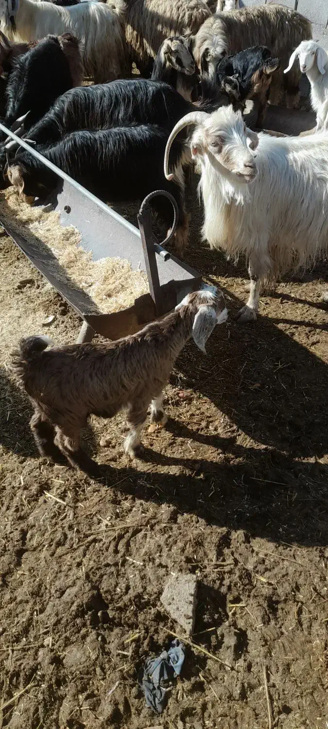 حیون|حیوانات مزرعه|دهدشت, |دیوار