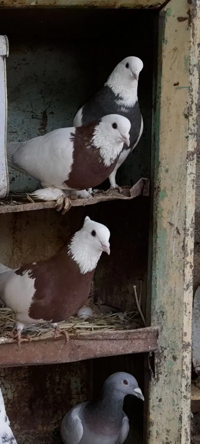 کبوتر طوقی|پرنده|چادگان, |دیوار