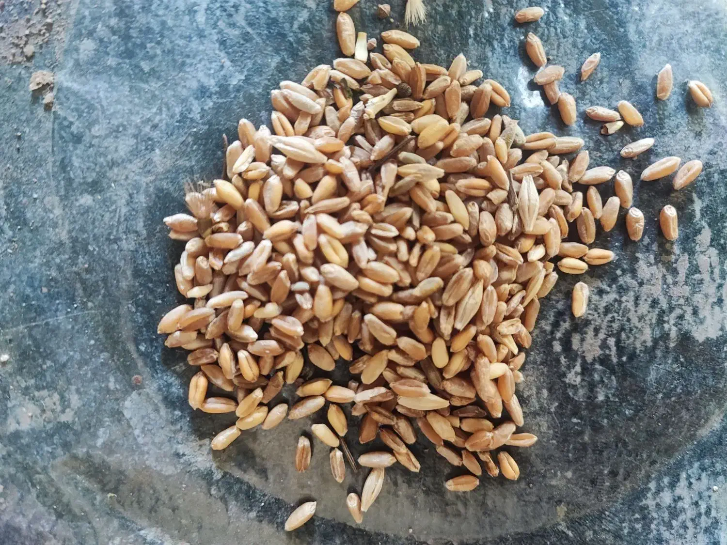 گندم قرمز|گل و گیاه طبیعی|اردبیل, |دیوار