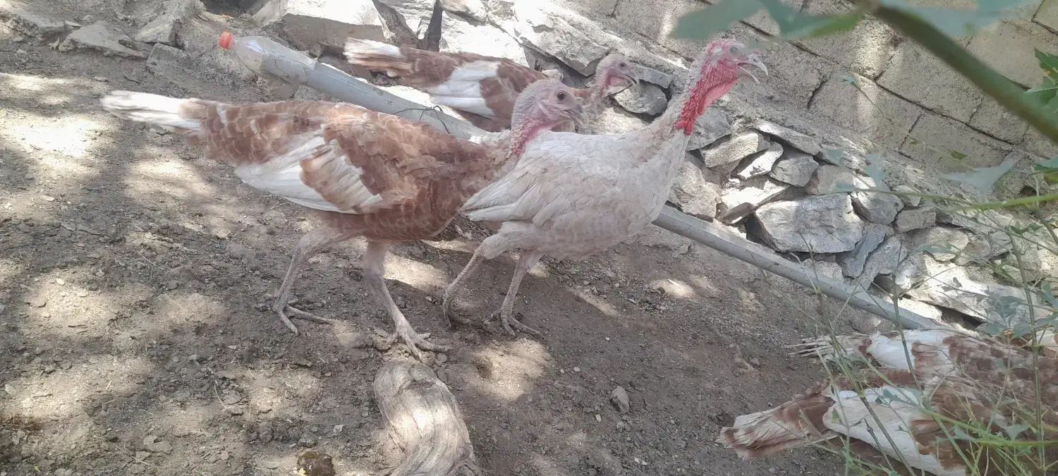 بوقلمون ۵ماه تایک سال|حیوانات مزرعه|بانه, |دیوار