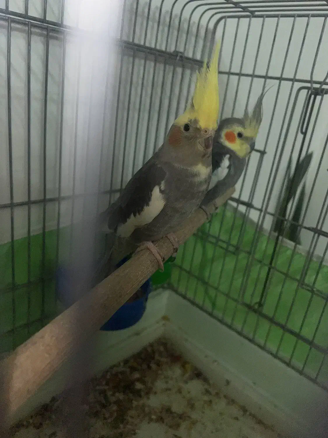 عروس هلندی|پرنده|فردیس, شهرک ناز|دیوار