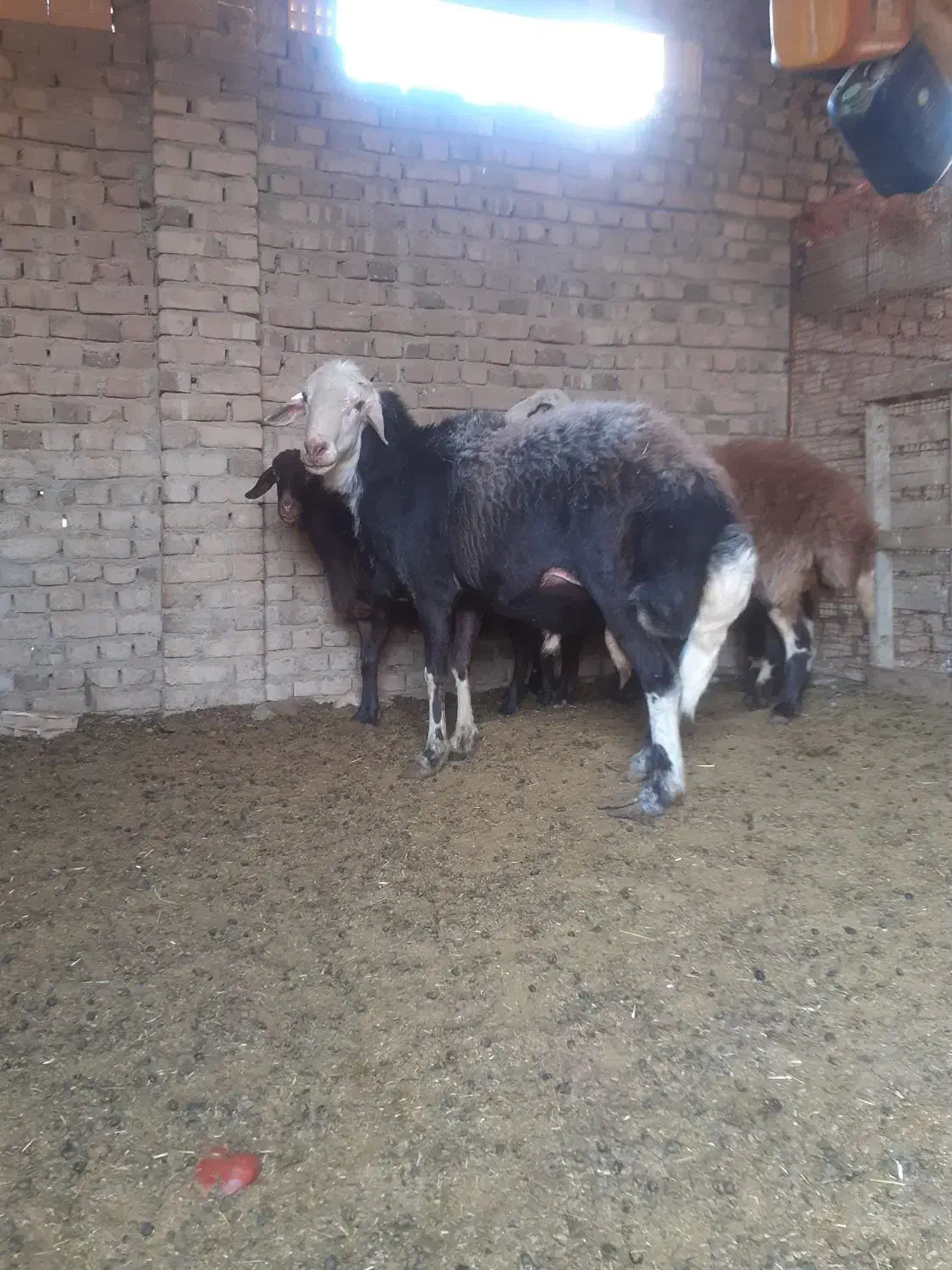 قوچ|حیوانات مزرعه|کوزران, |دیوار