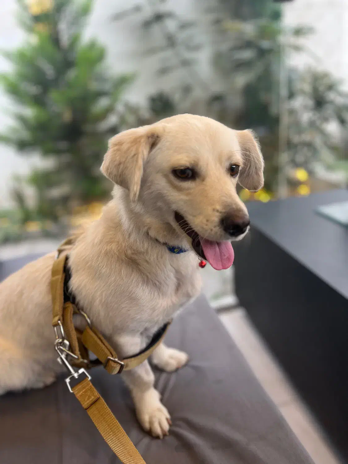 گلدن اشپیتز|سگ|خشکبیجار, |دیوار