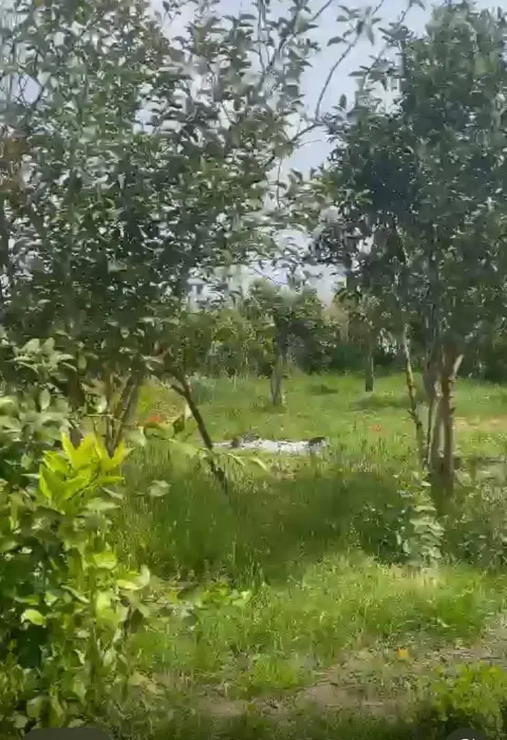 فروش باغ کیوی همراه یک باب ویلایی|فروش زمین و ملک کلنگی|کلاچای, |دیوار