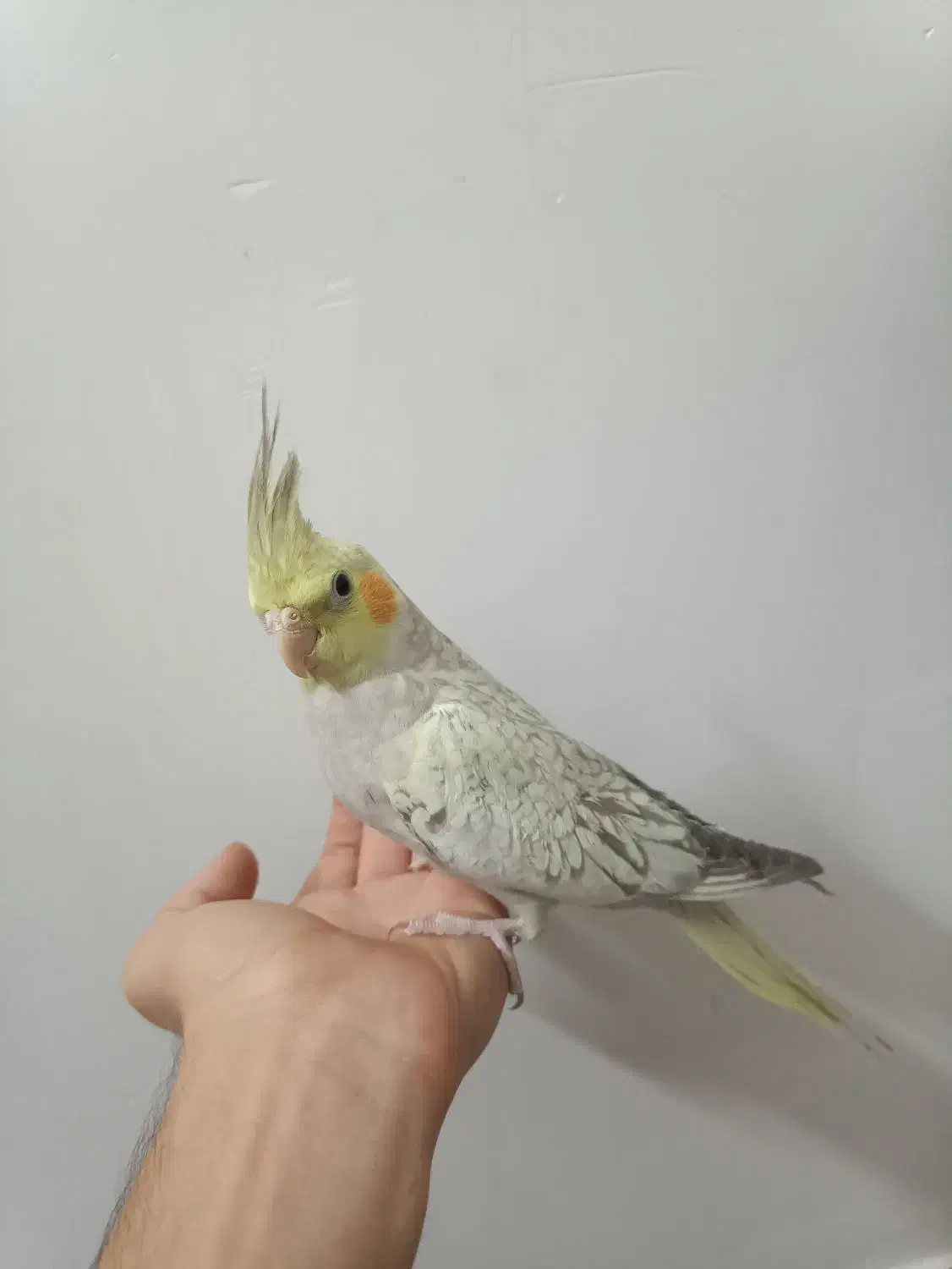 عروس هلندی|پرنده|نسیمشهر, |دیوار