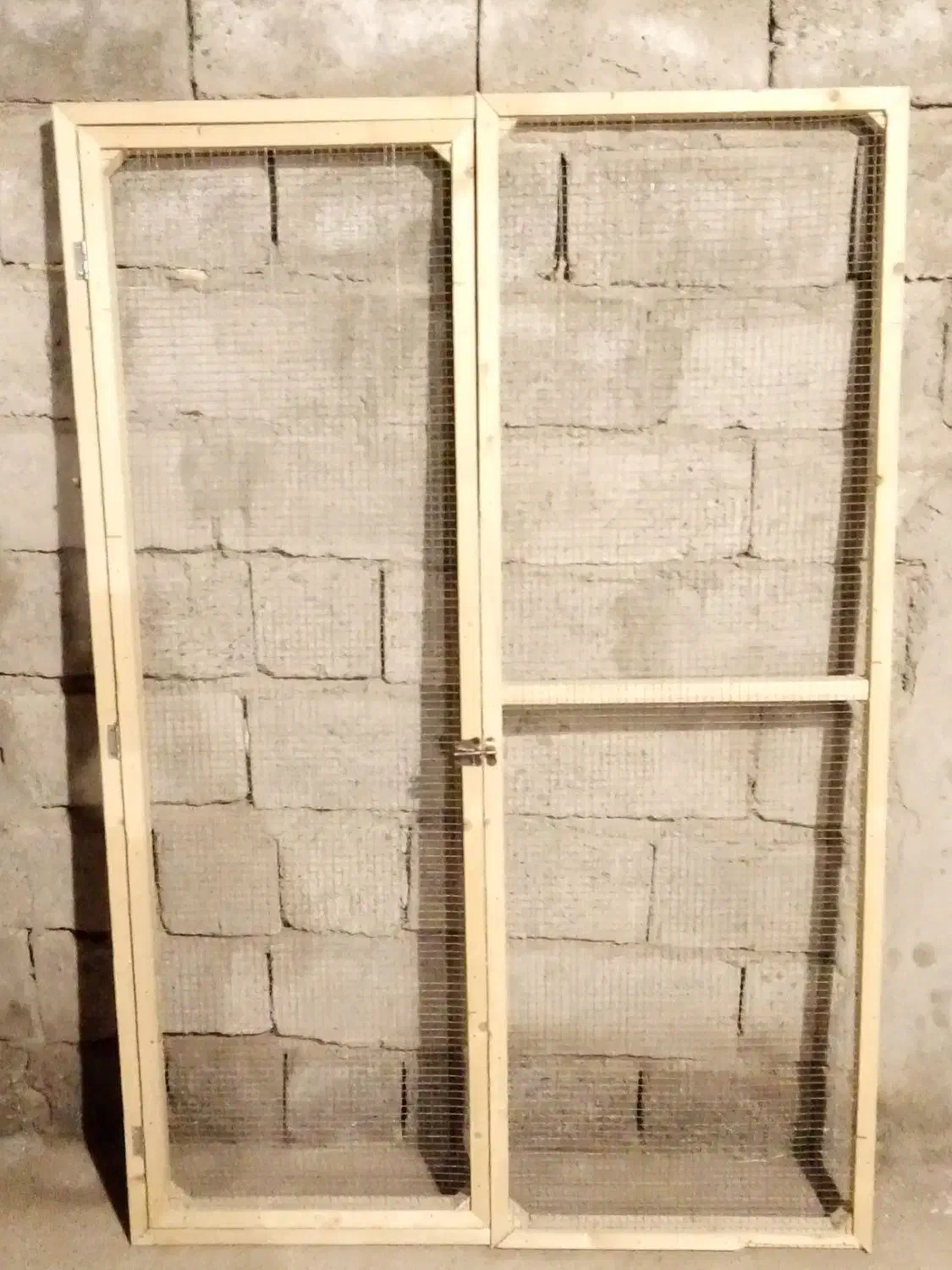 کبوتر|پرنده|فهرج, |دیوار