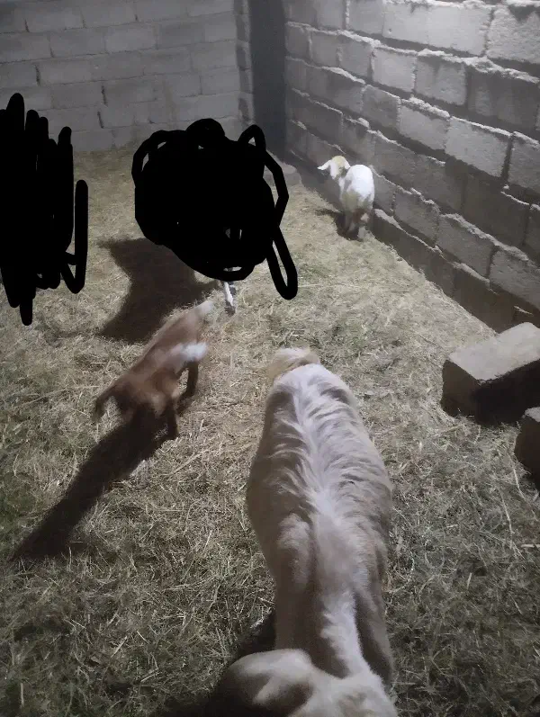 بز کهره|حیوانات مزرعه|بم, |دیوار