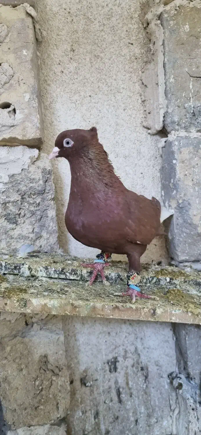 13عدد رنگه آس جفتگاه و پرش|پرنده|تربتحیدریه, فردوسی جنوبی|دیوار