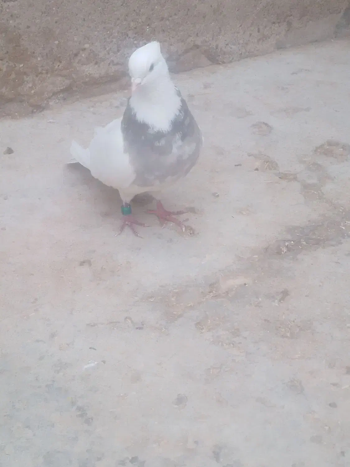 طوقی|پرنده|مسجد سلیمان, |دیوار