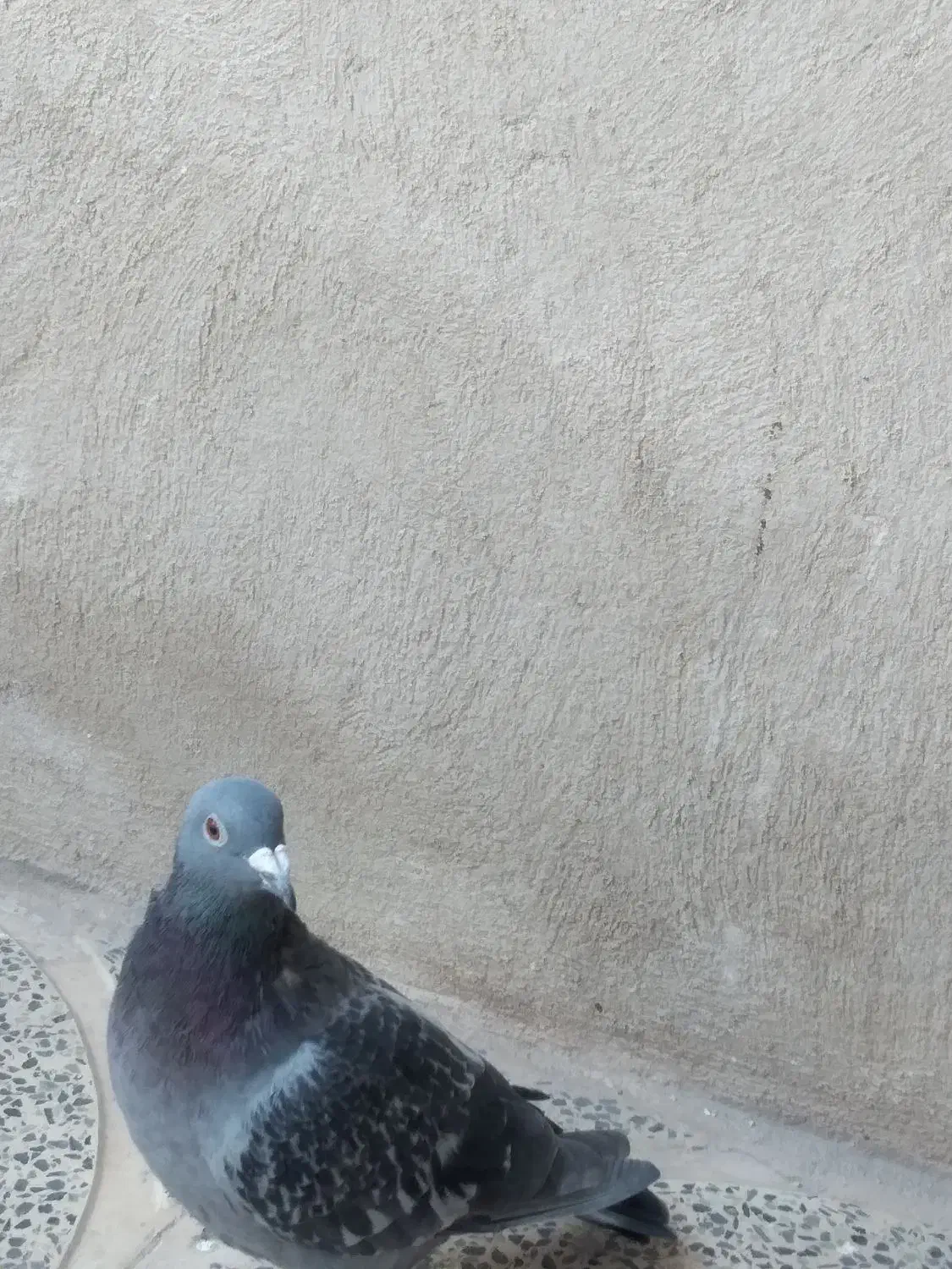 یکجفت کلاغ گوک وماده پلاکی|پرنده|کرمان, |دیوار