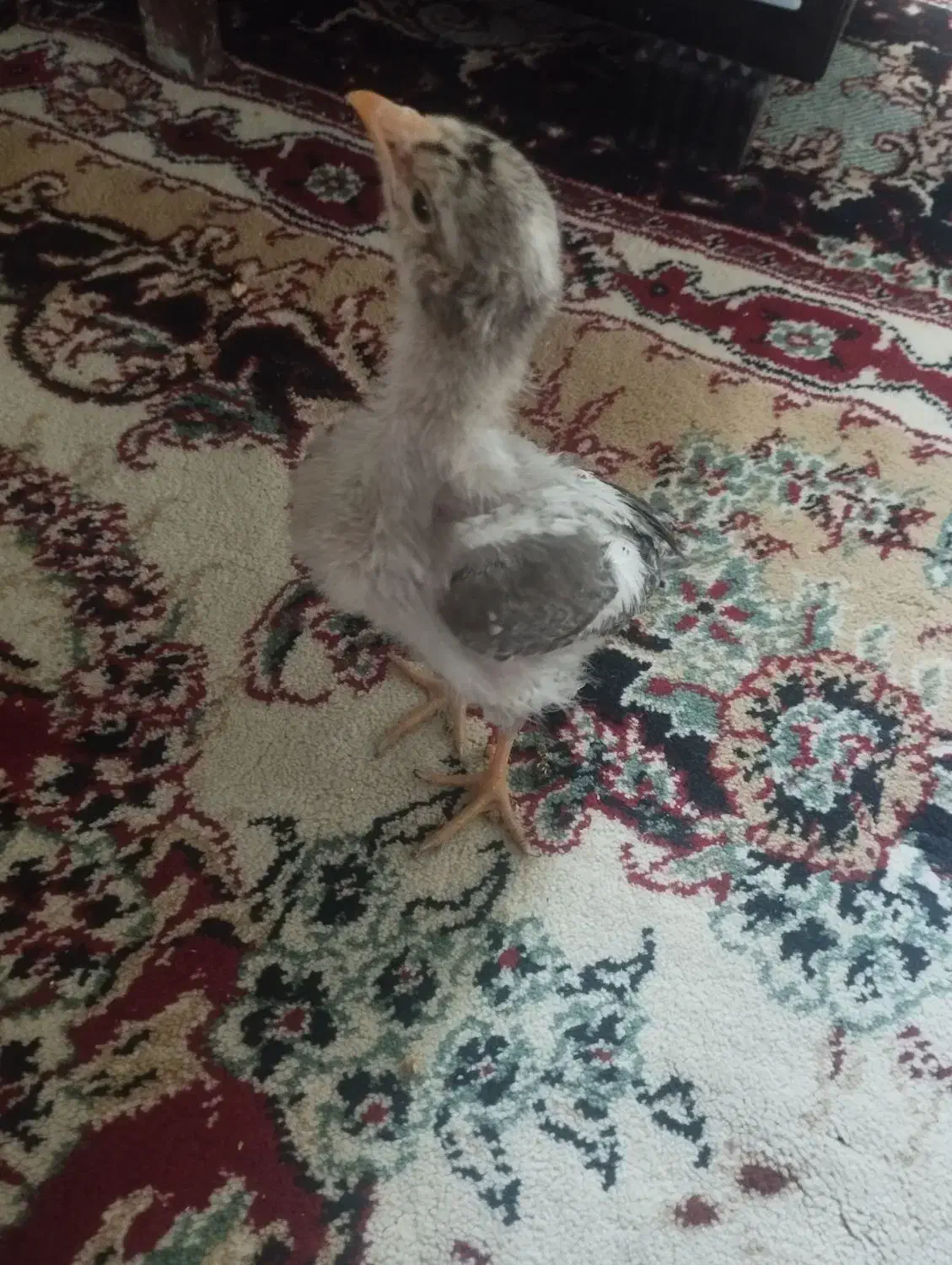 جوجه گلین|حیوانات مزرعه|شیروان (لرستان), |دیوار