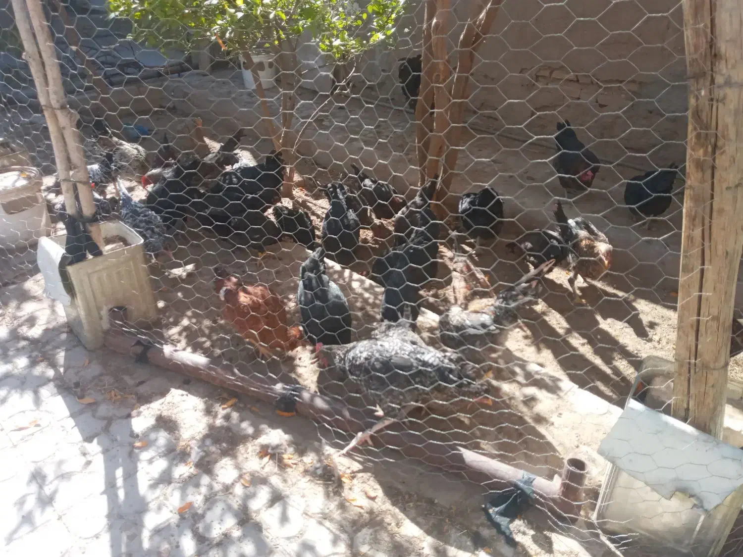 مرغ وخروس محلی|حیوانات مزرعه|فسا, |دیوار