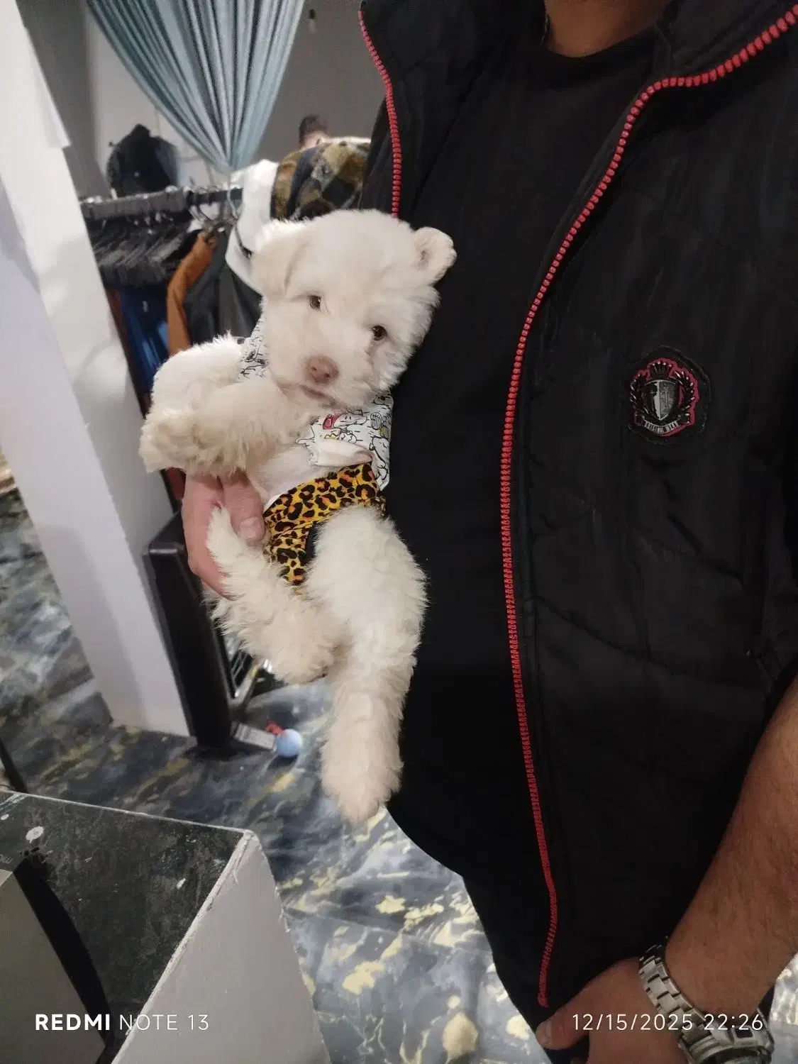 سگ پا کوتاه نژاد پودل|سگ|فردیس, فردیس|دیوار