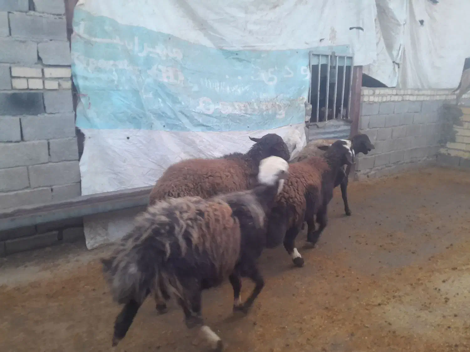 5 قوچ|حیوانات مزرعه|کوهدشت, |دیوار