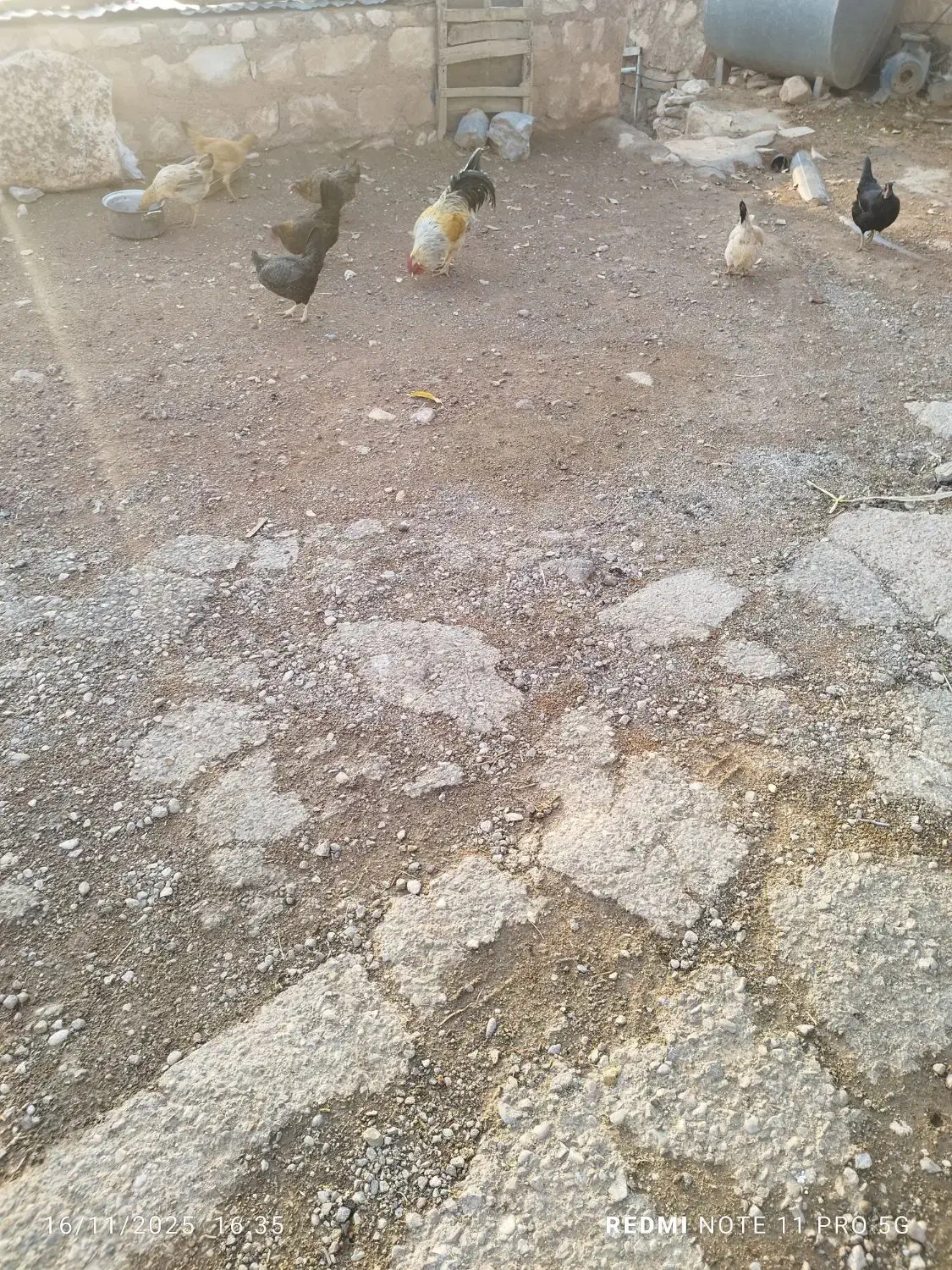 ده مرغ و محلی با یه دونه خروس|حیوانات مزرعه|کوهدشت, |دیوار