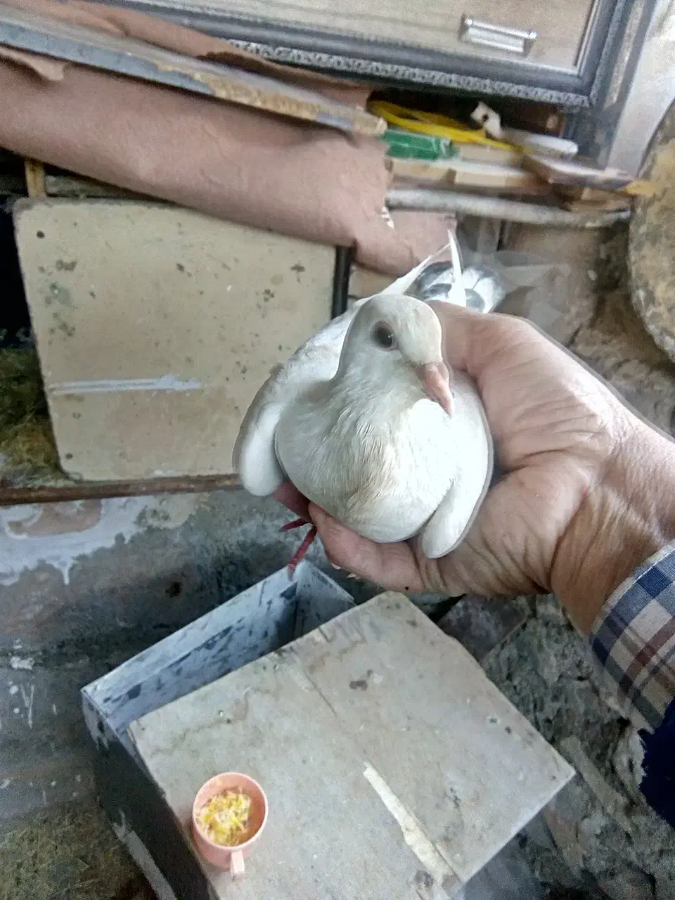 کبوتر  و ارک|پرنده|جوانرود, |دیوار