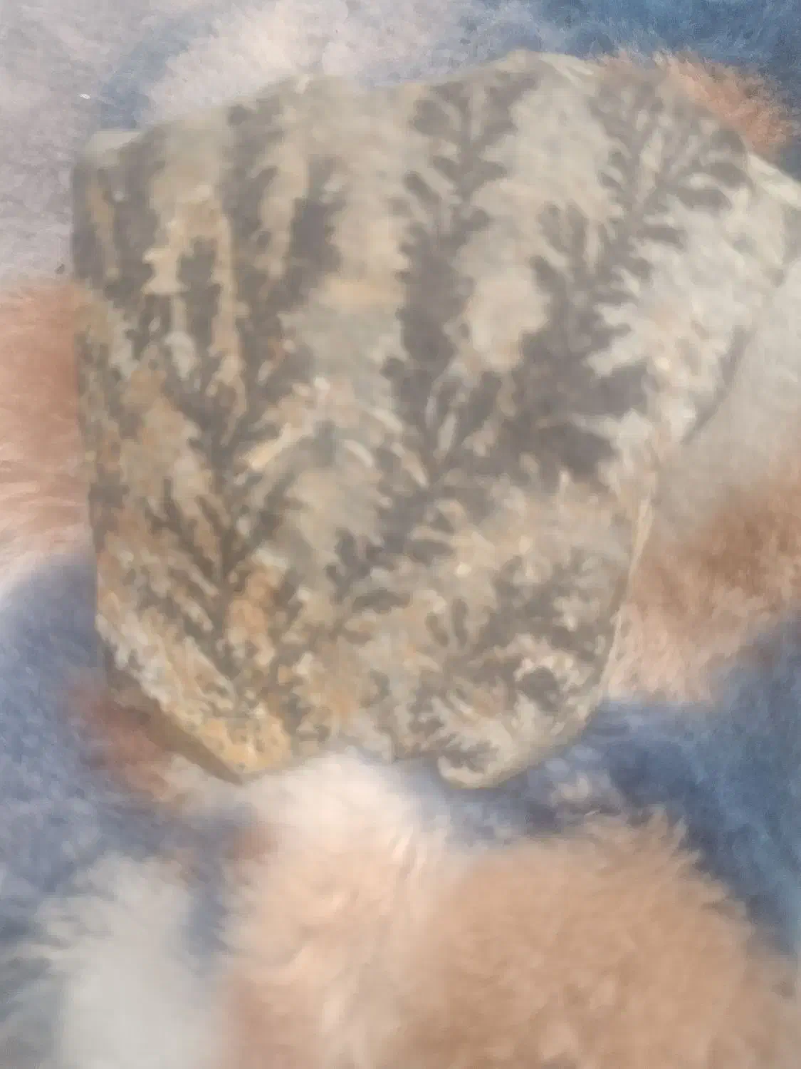 سنگ شجر|بدلیجات|شهرضا, |دیوار